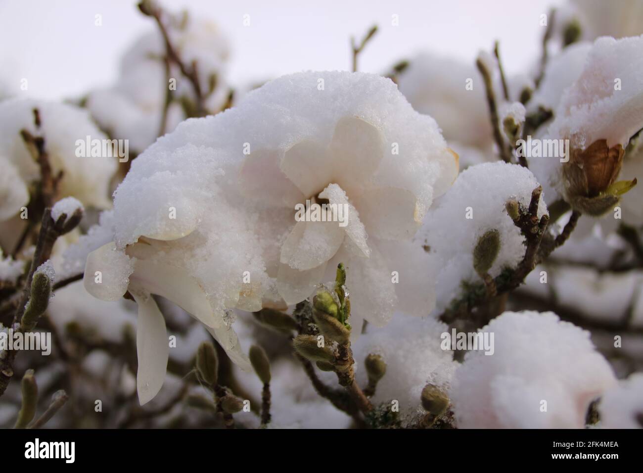 Blossom of a magnolia that is covered with snow in spring Stock Photo