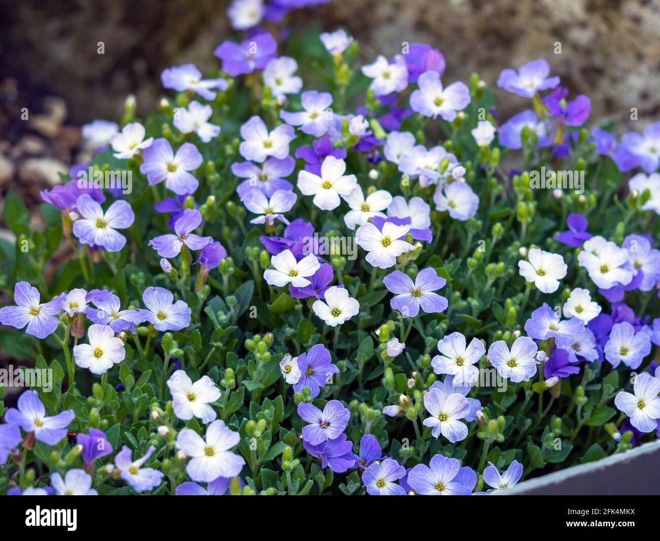 Blue and white Aubrieta flowers in a garden Stock Photo