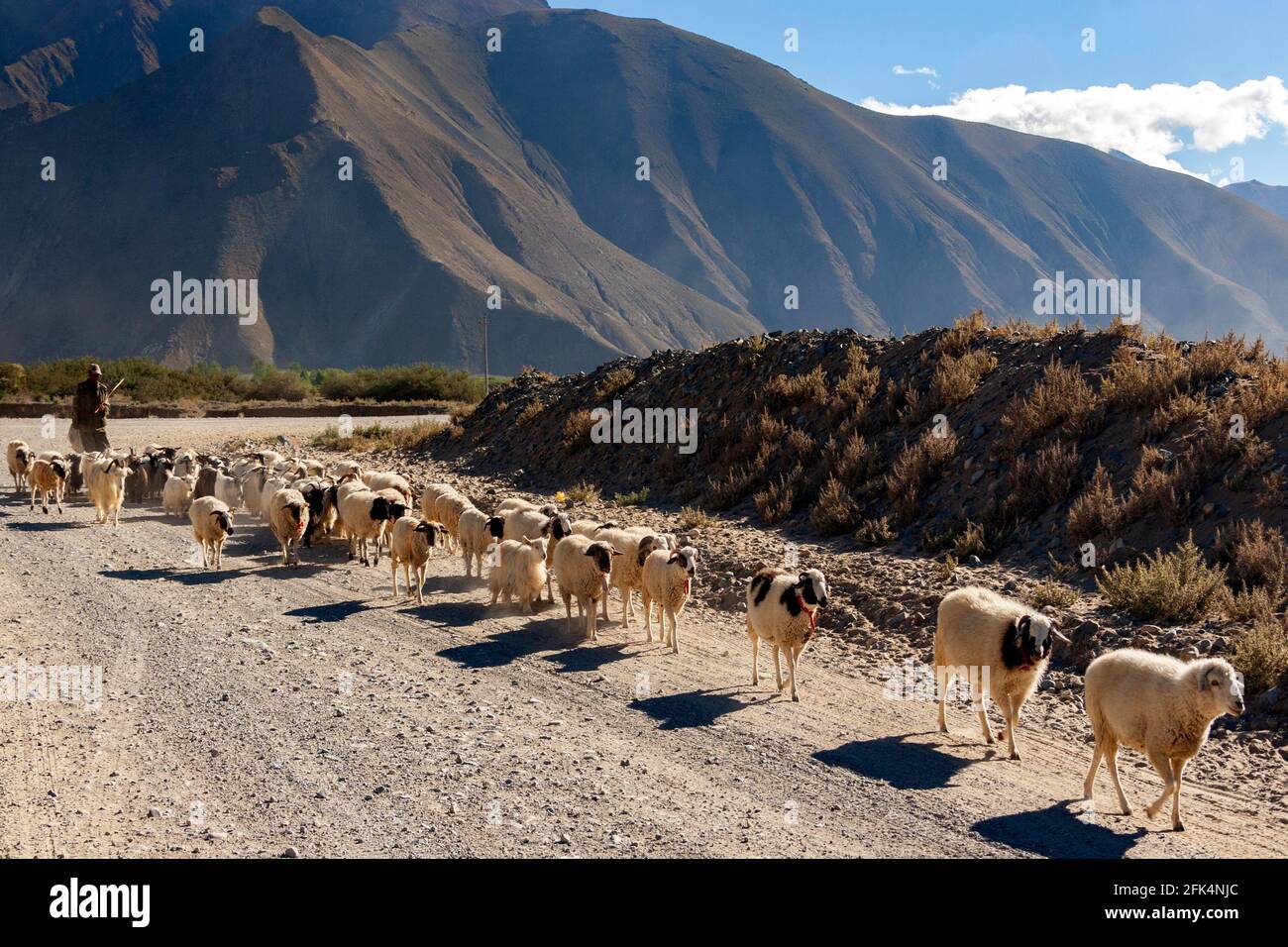Tibet Ranchers Tibet autonomous region shepherd hi-res stock photography and images ...