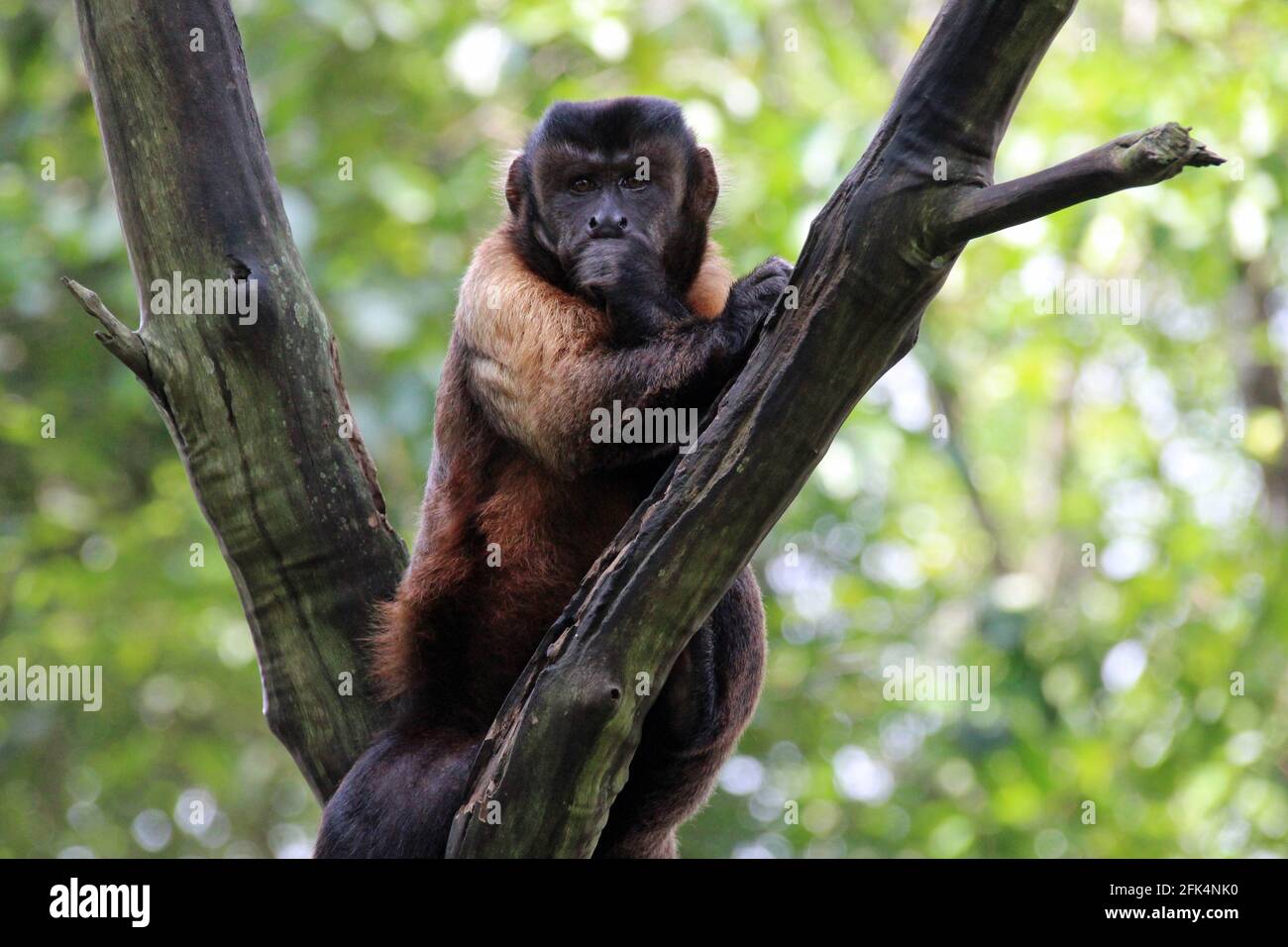 capuchin in a zoo in singapore Stock Photo