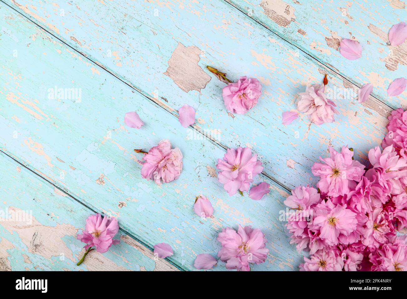 Ornamental pink cherry tree prunus blossom background on a rustic wooden table top Stock Photo