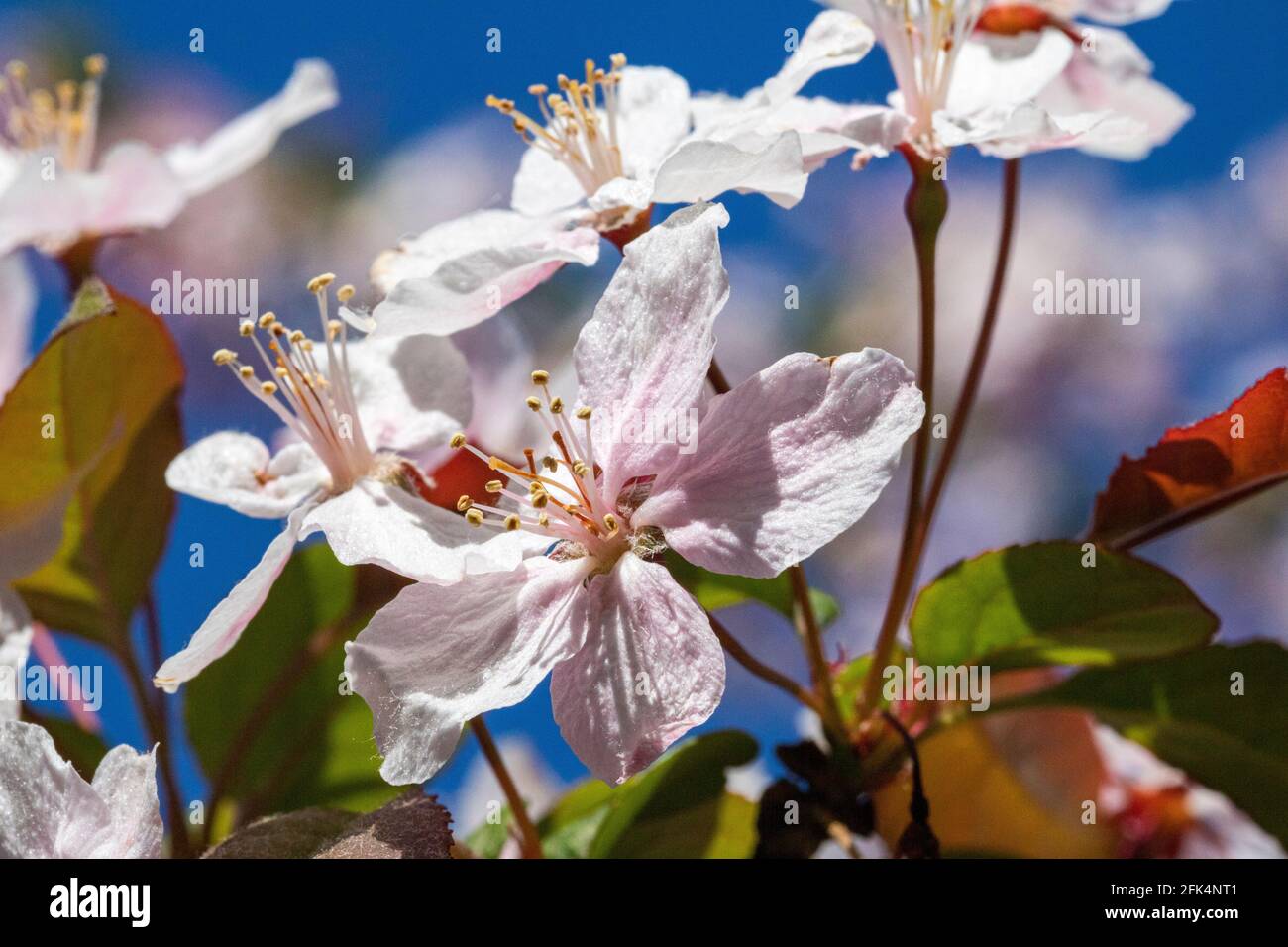 Life cycle of apple tree hi-res stock photography and images - Alamy