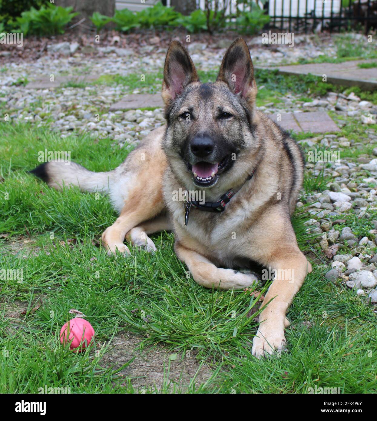 A German Shepherd Dog Laying Down Next to a Pink Ball Stock Photo