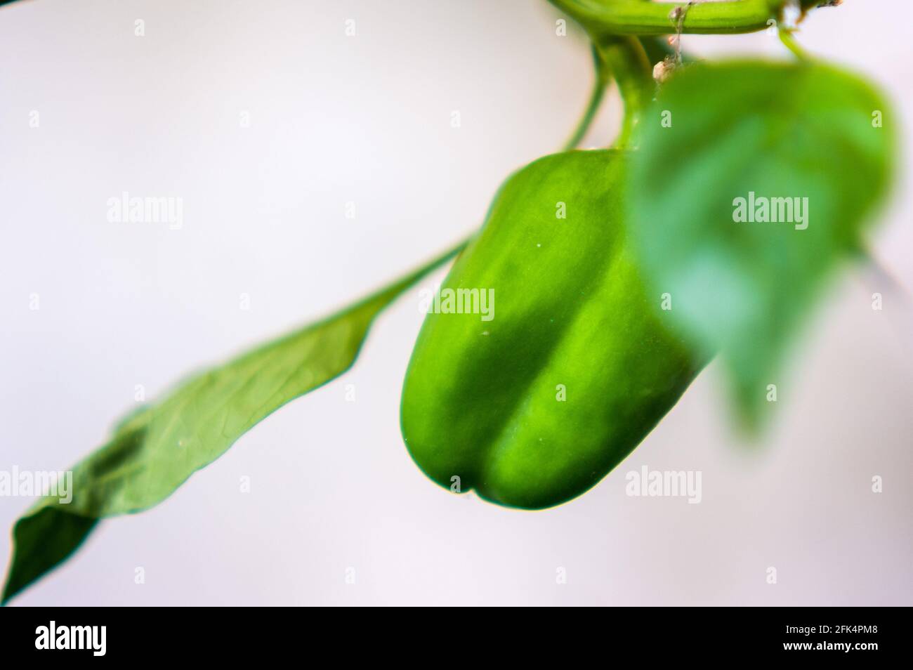 Green garden with pepper hi-res stock photography and images - Alamy