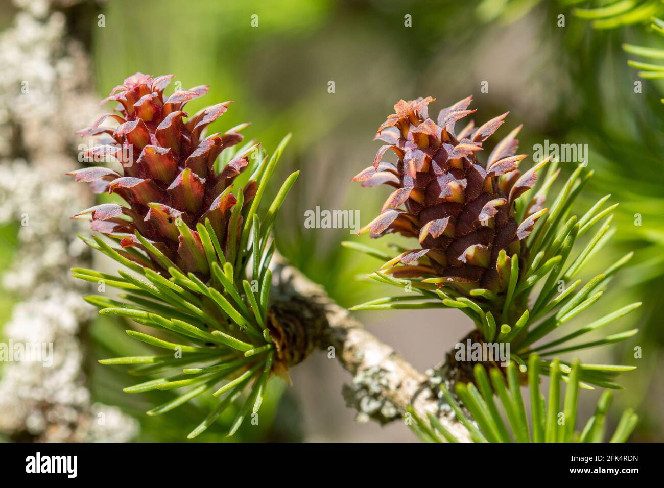 European larch (Larix decidua) tree, close-up of the pink cones during April, UK Stock Photo