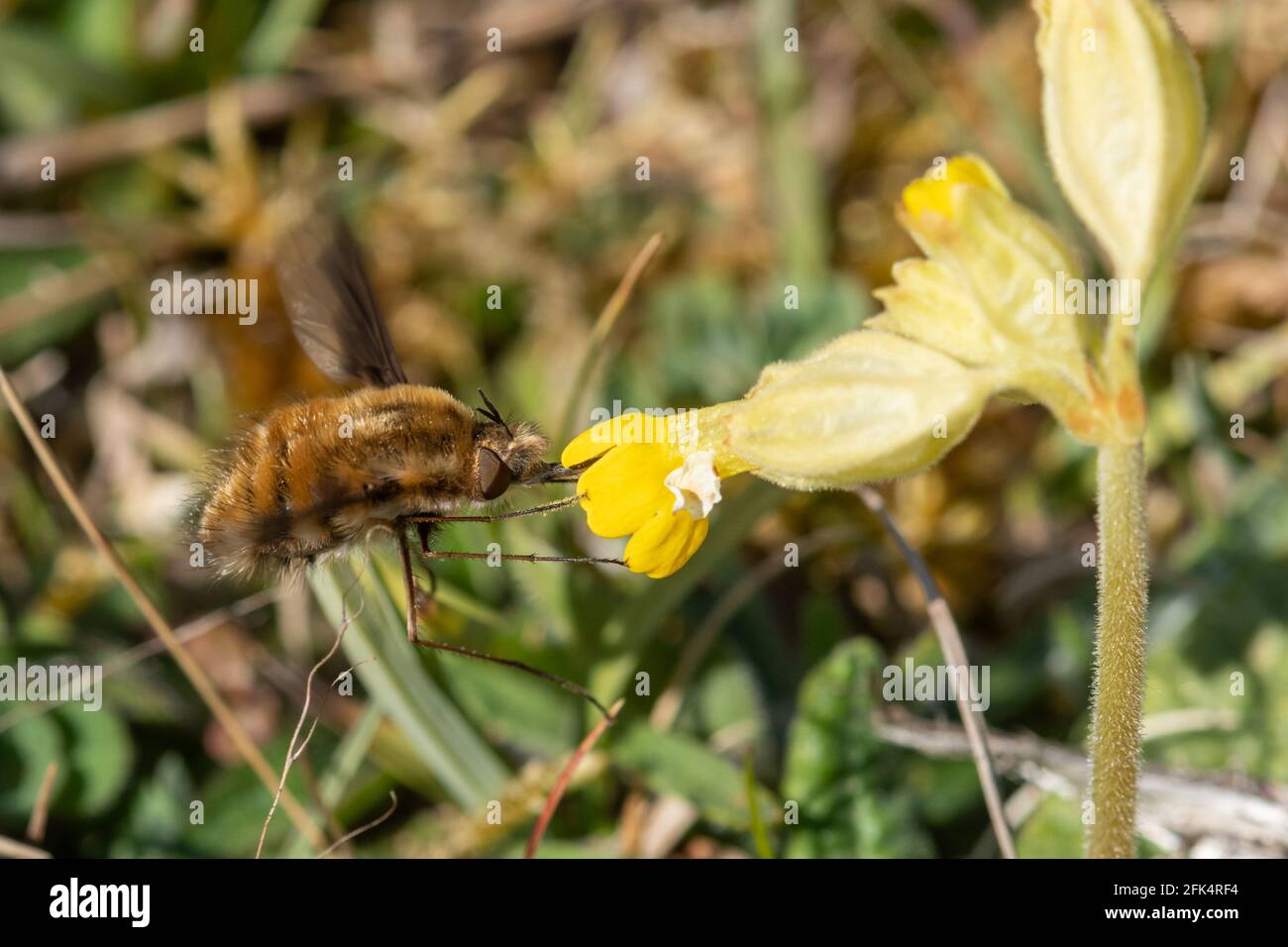 Dark-edged bee-fly (Bombylius major), also called large bee-fly, feeding on nectar from a cowslip (Primula veris) during spring, UK Stock Photo