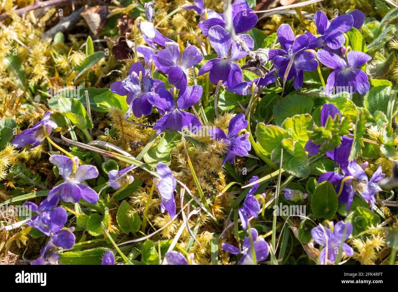 Hairy violet (Viola hirta), clump of flowering violets on chalk grassland, Hampshire, UK Stock Photo