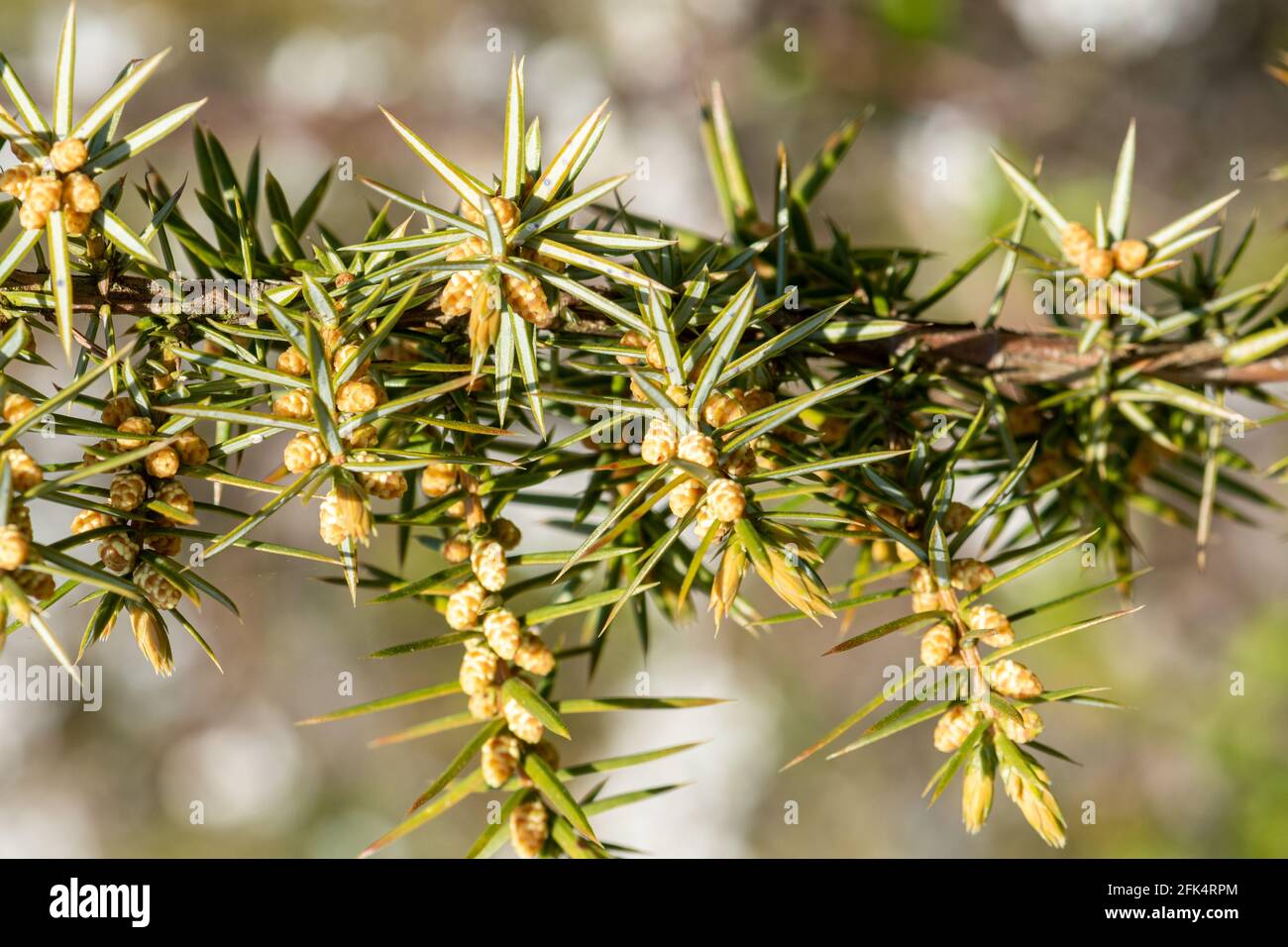 Common juniper (Juniperus communis) tree, UK. Close-up of the male structures and needles. Stock Photo
