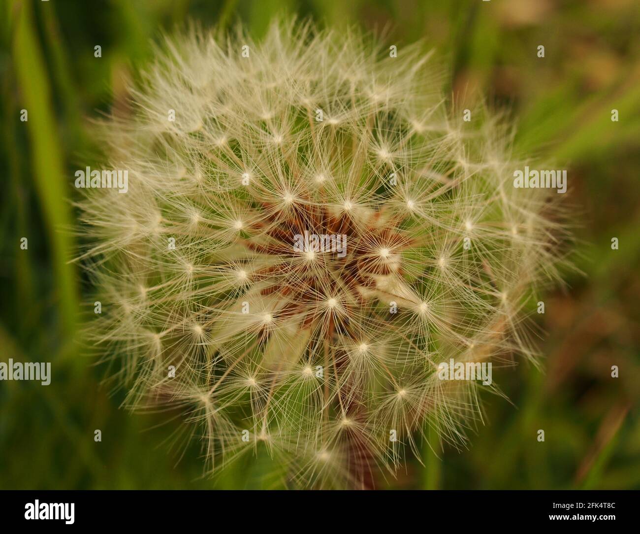 A close up view of a Dandelion seedhead in allits delicate, intricate beauty Stock Photo