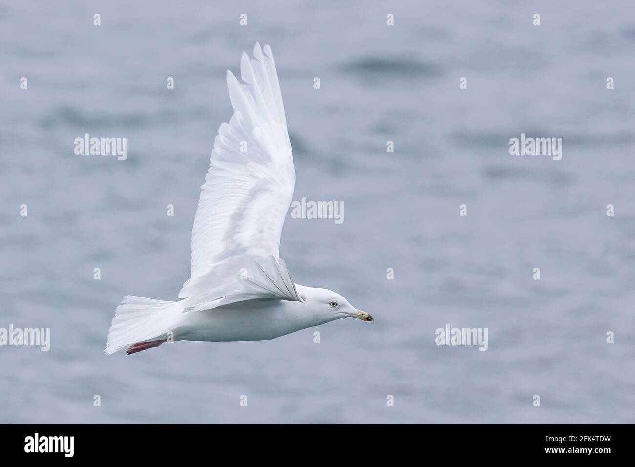 Iceland gull, Larus glaucoides, single bird flying over the sea, Greenland Stock Photo