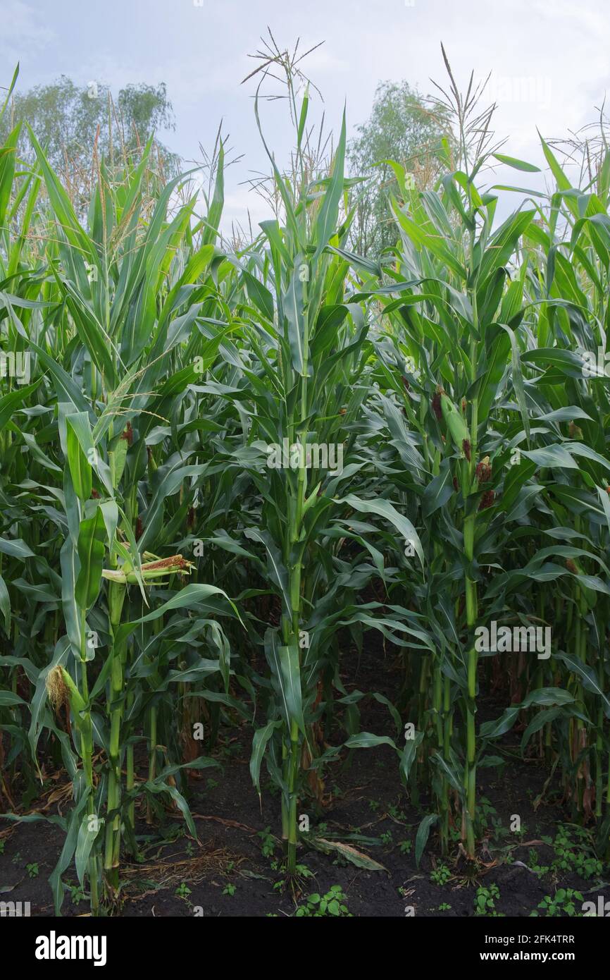 Corn plant hi-res stock photography and images - Alamy