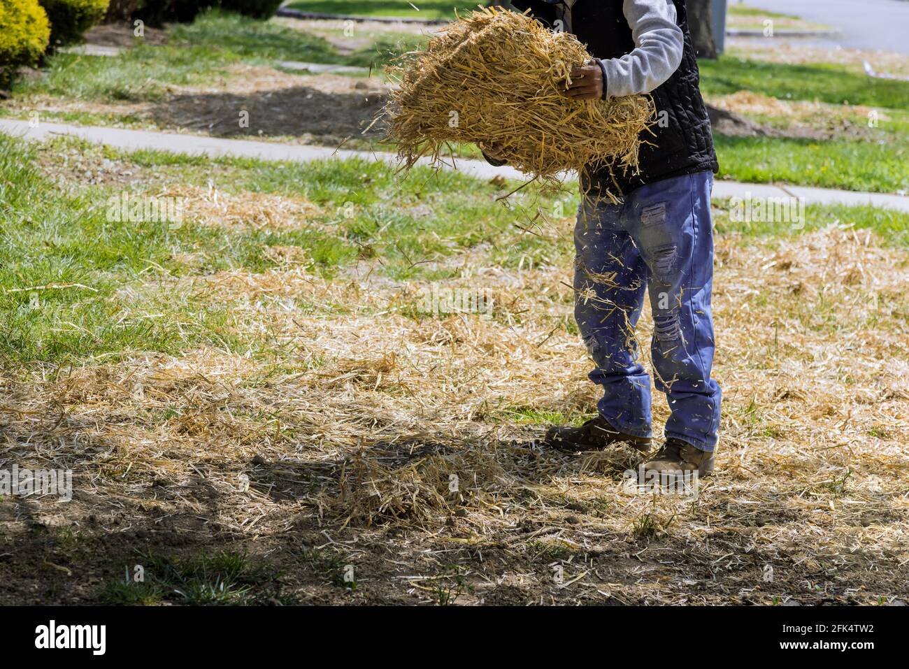Landscaping gardener spreading straw mulch gardening housework of straw