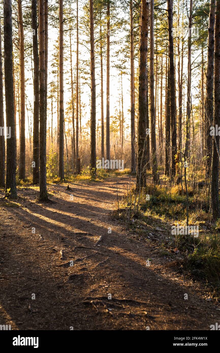 Pine forest landscape at sunset, path and sun rays shining through trees. Trail in woodland in mist Stock Photo