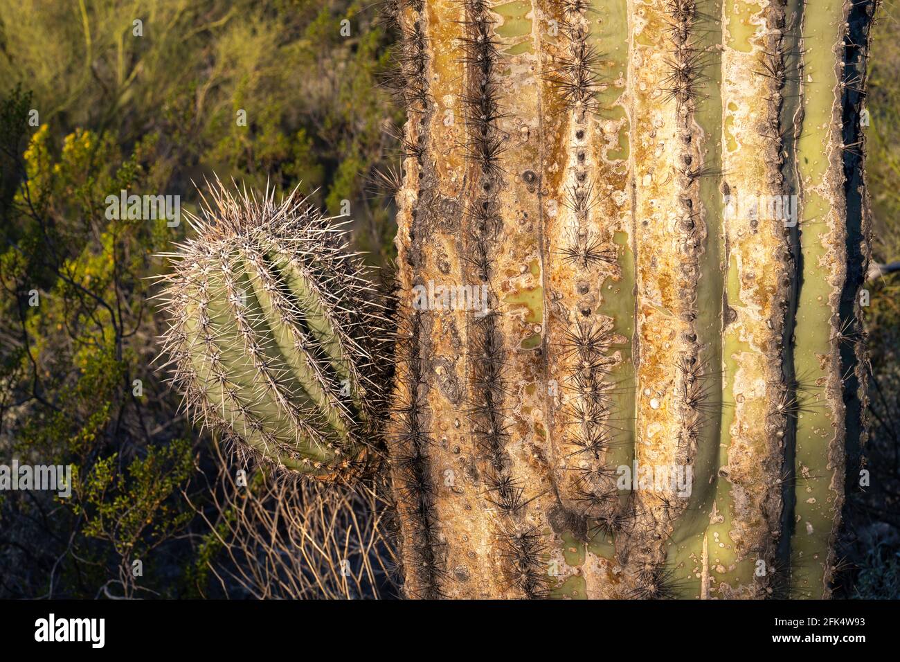 Budding arm of a saguaro cactus, Carnegiea gigantea Stock Photo