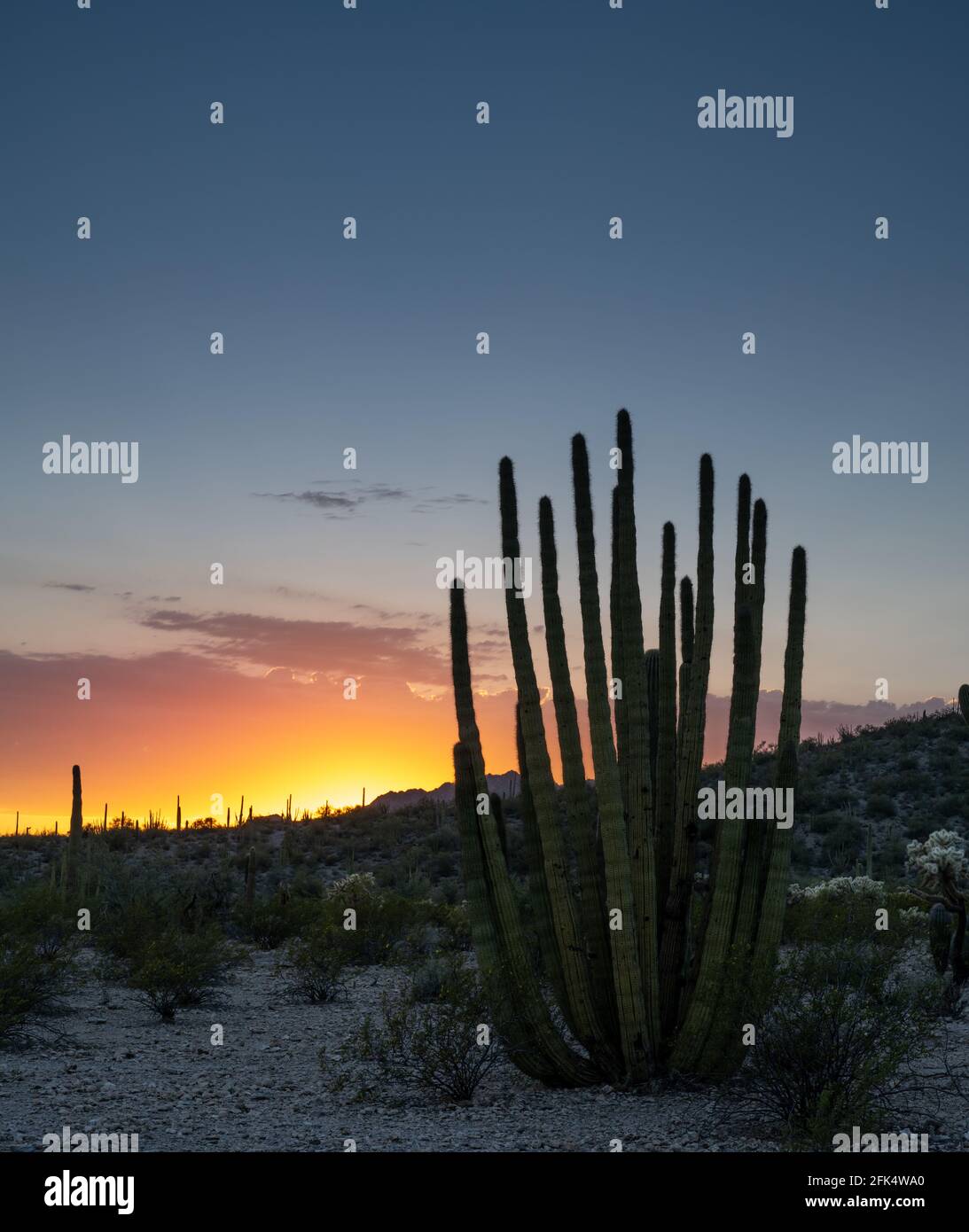 Sunset in the Organ Pipe Cactus National Monument Stock Photo