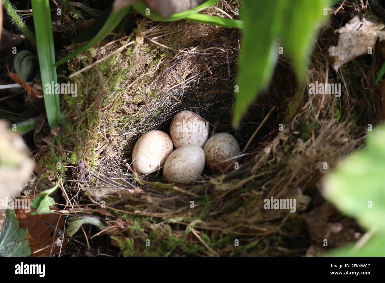 European robin's nest with four white and pale brown speckled eggs Stock Photo