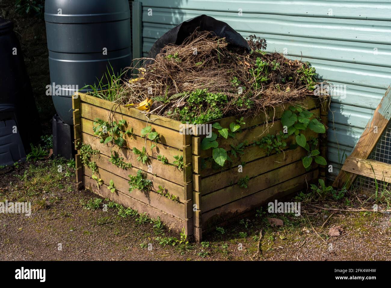 Wooden compost bin full of rotting vegetation garden waste to be recycled in the spring as compost and mulch for the vegetable patch after being allow Stock Photo