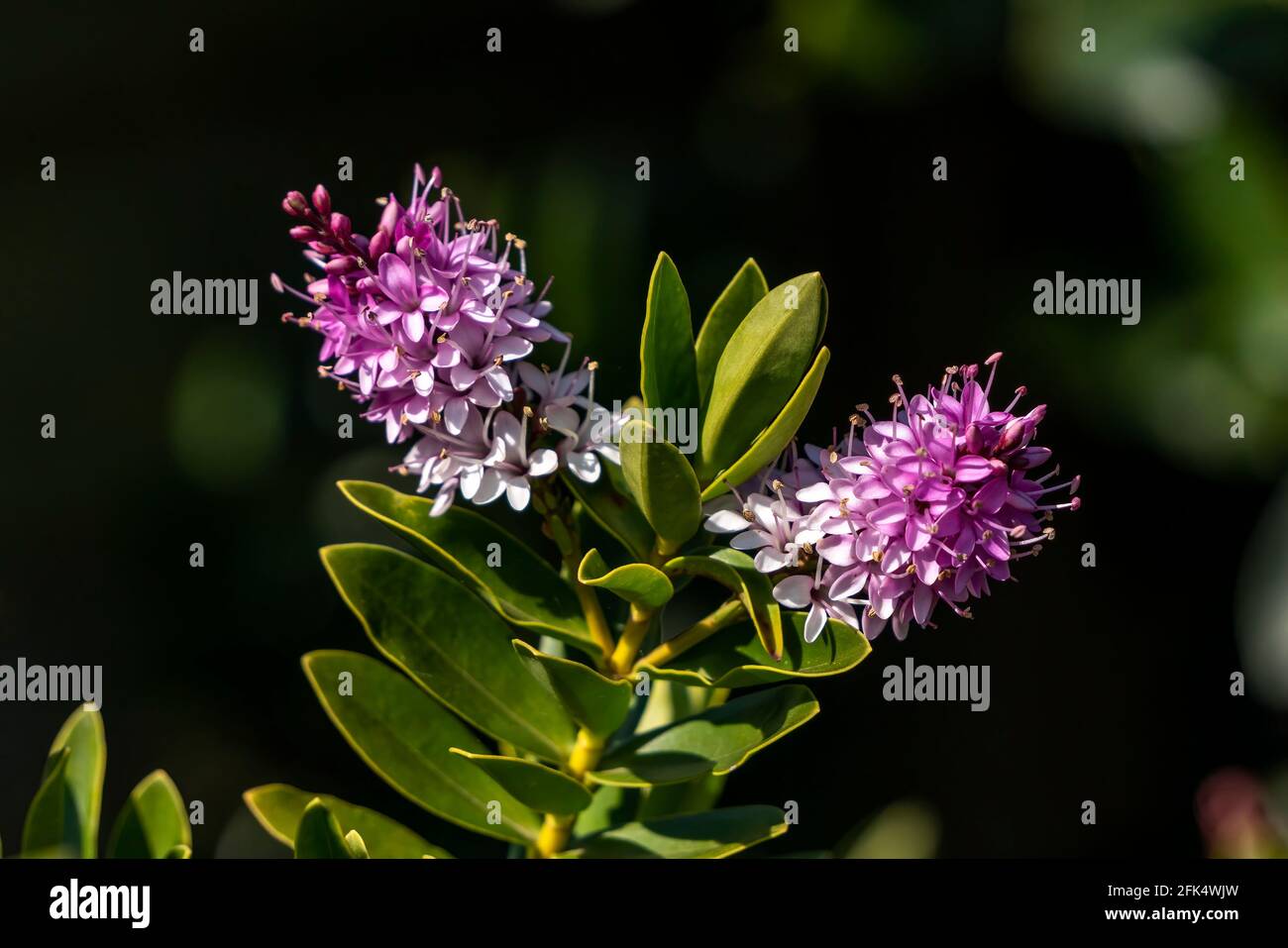 Hebe 'Hanne' a pink purple herbaceous perennial summer and autumn flower shrub plant, stock photo image Stock Photo