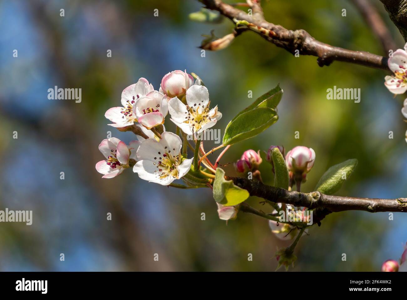 Apricot Goldrich (Prunus armeniaca) a springtime flowering tree plant with pink white flower blossom in the spring season, stock photo image Stock Photo