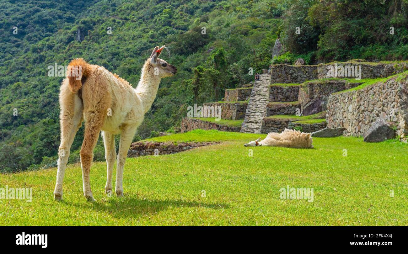 Llama (Lama glama) panorama in Machu Picchu, Historic Sanctuary of Machu Picchu Cusco, Peru. Stock Photo