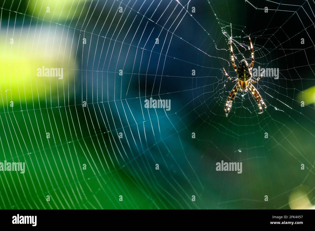 Kreuzspinne Stock Photo