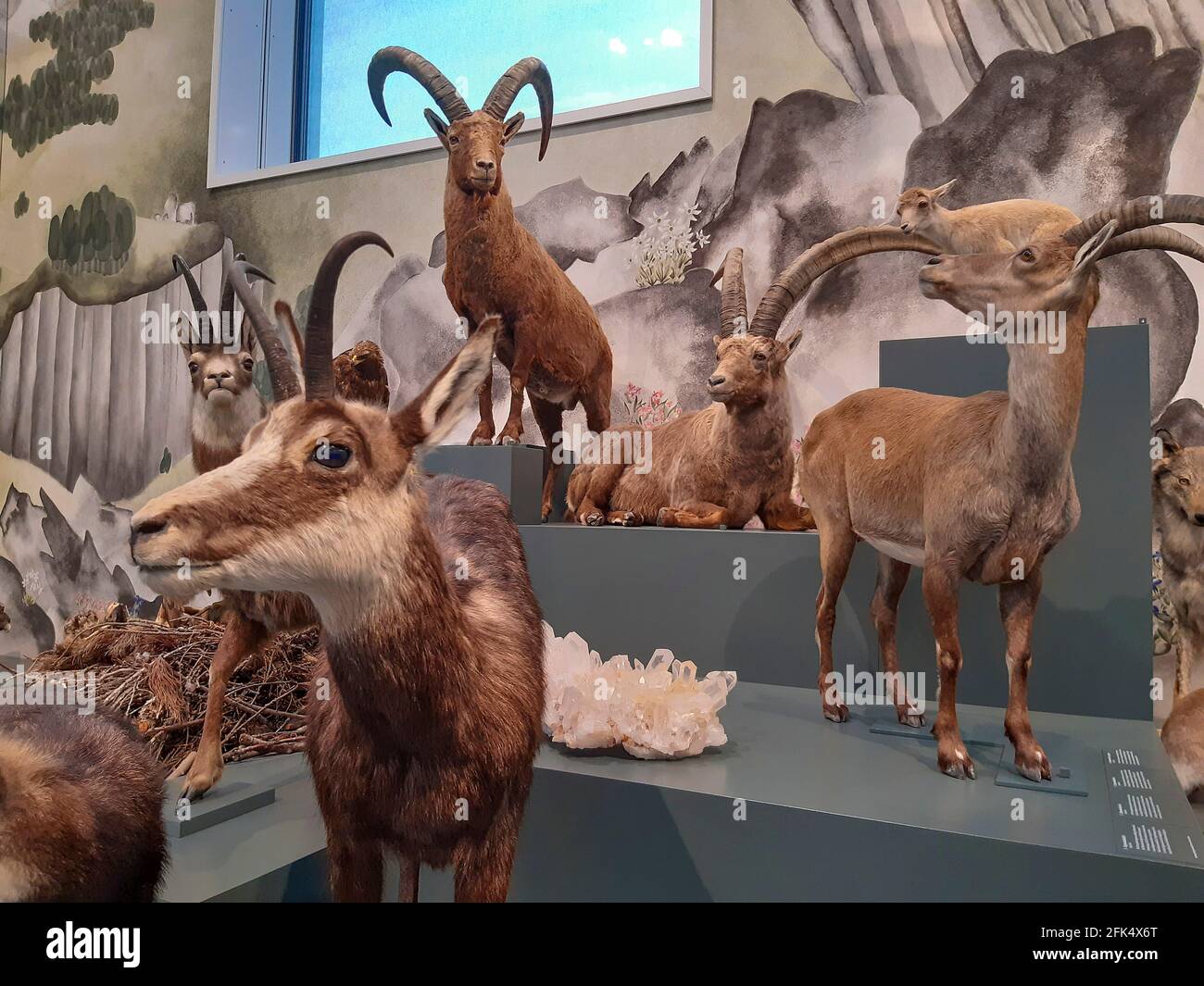 Tierpräparate im Naturmuseum St.Gallen Stock Photo