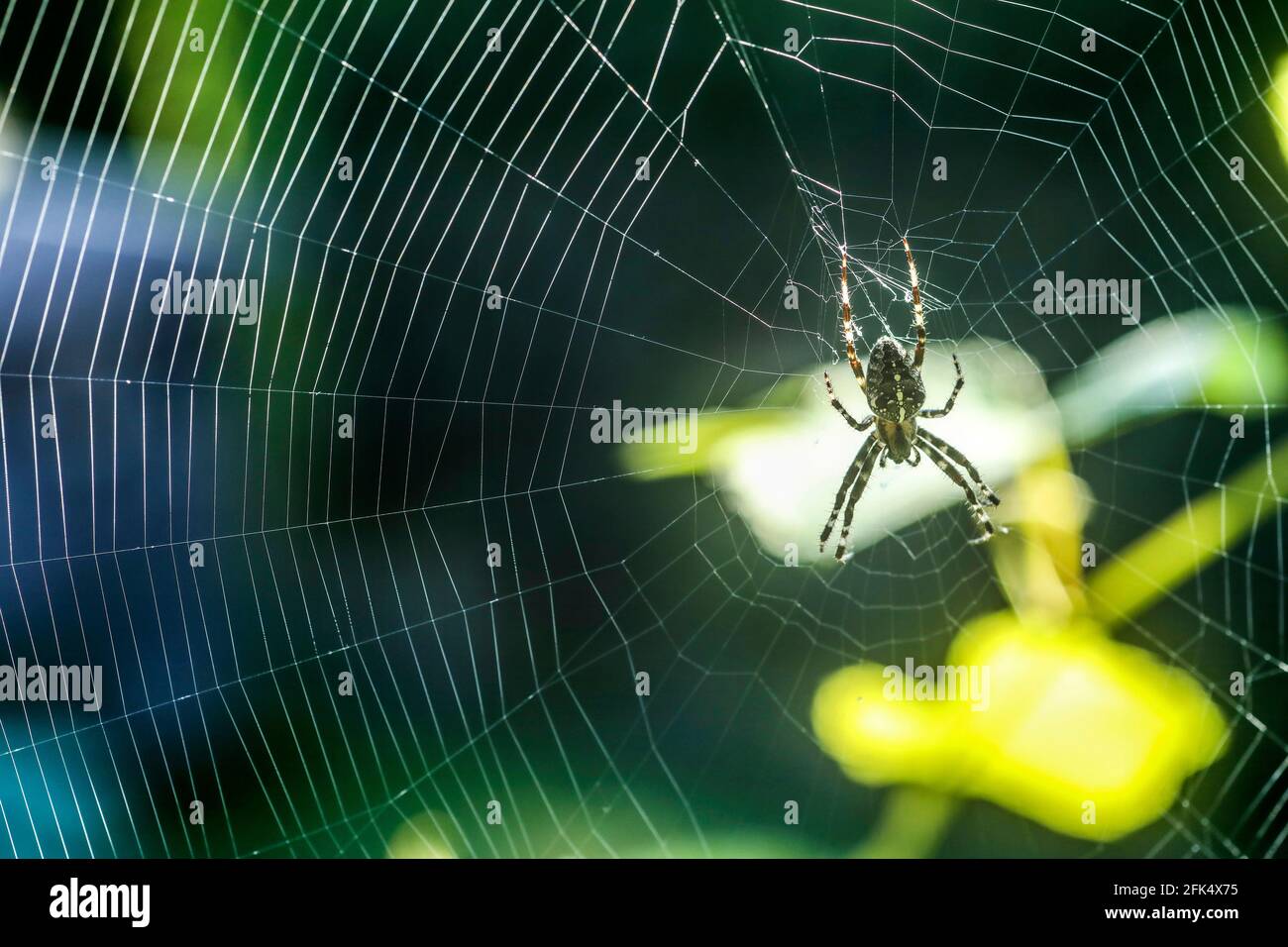 Kreuzspinne Stock Photo