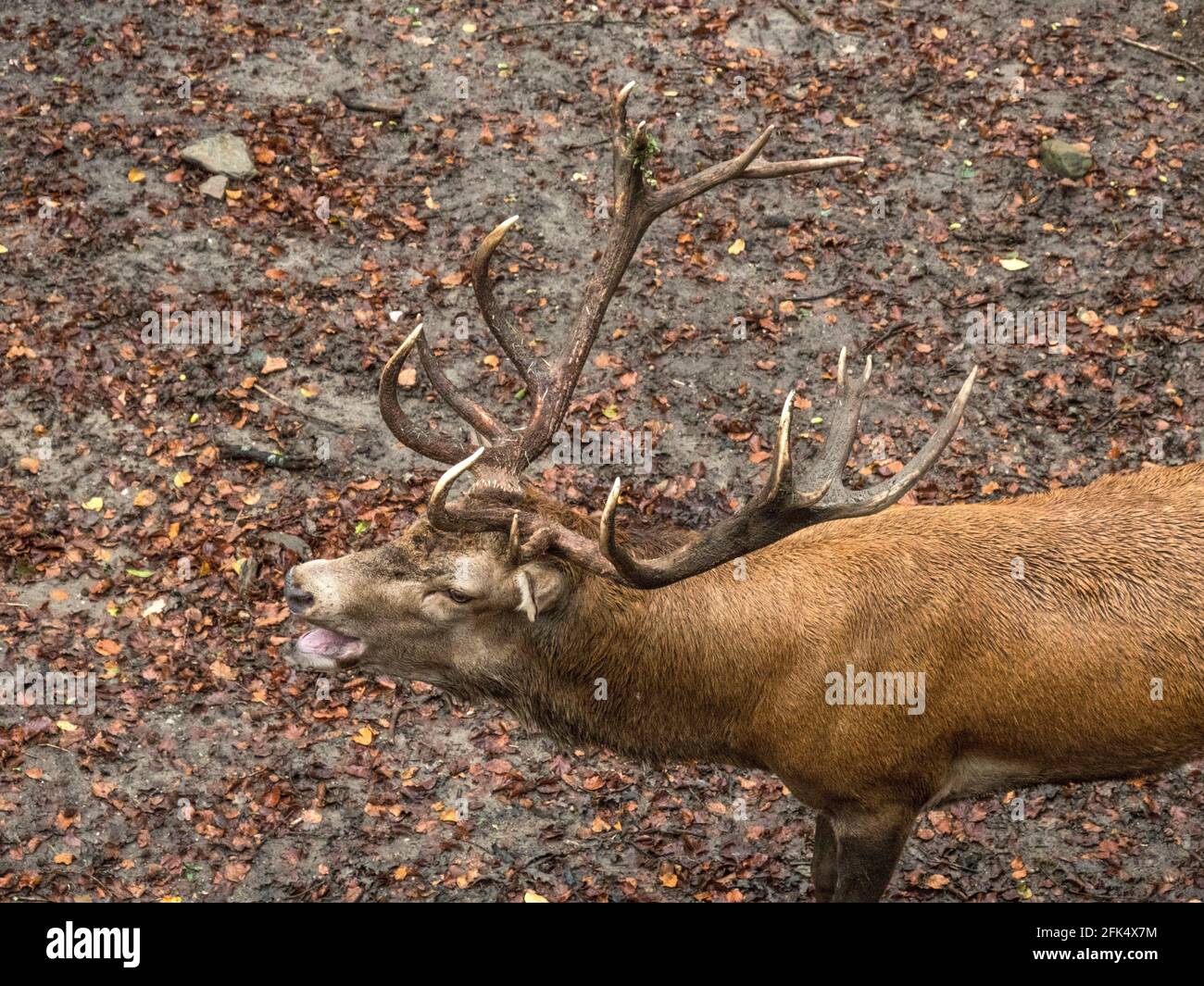 OLYMPUS DIGITAL CAMERA          Rothirsch Stock Photo