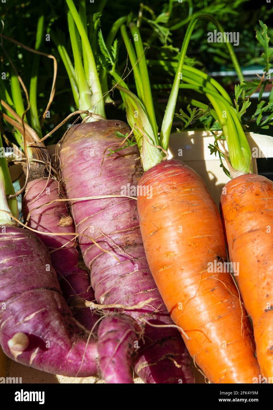 Carrots ready to be harvested in the garden Stock Photo