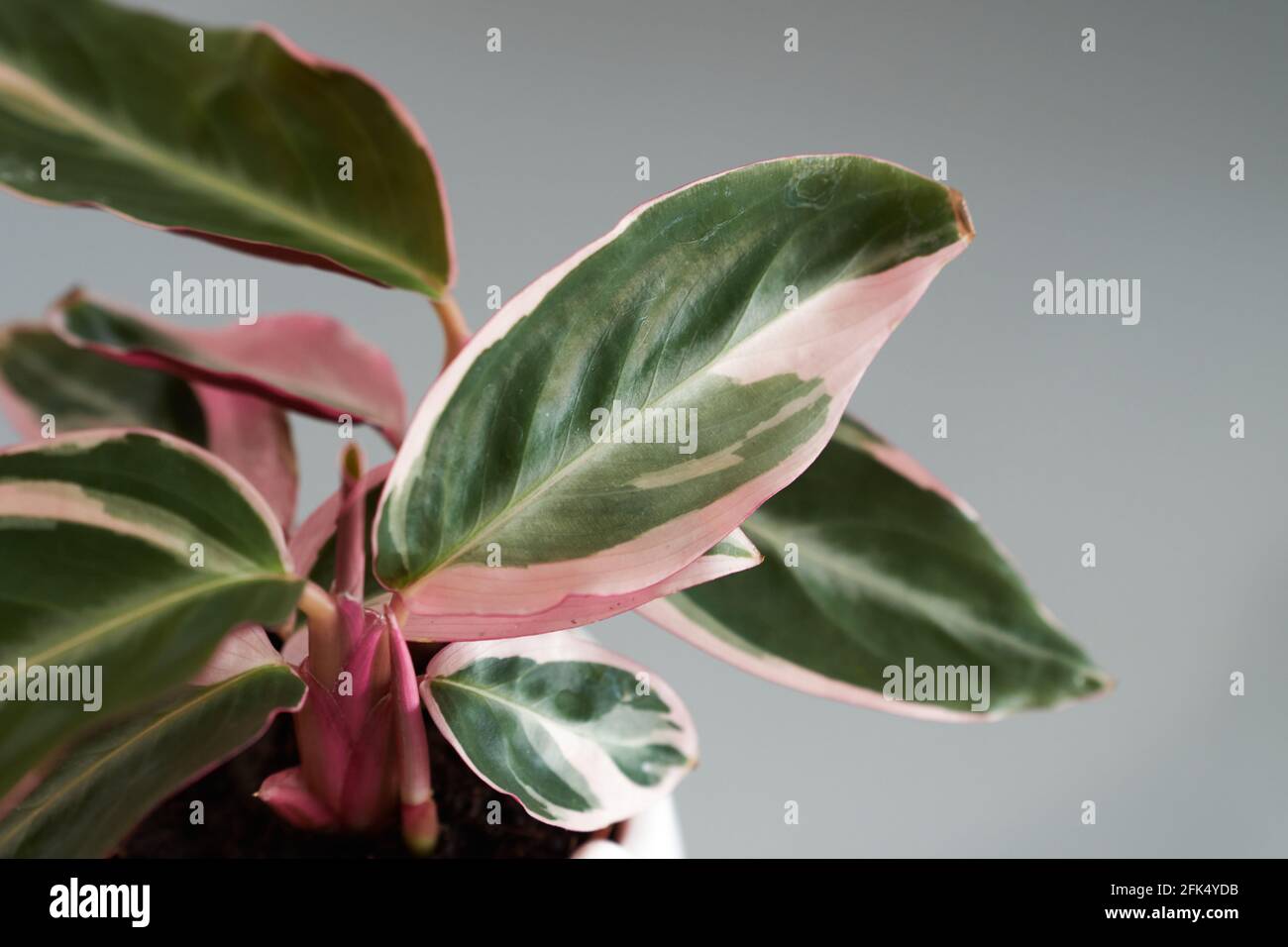 Close up of a calathea triostar plant with pink and green leafs. Stock Photo