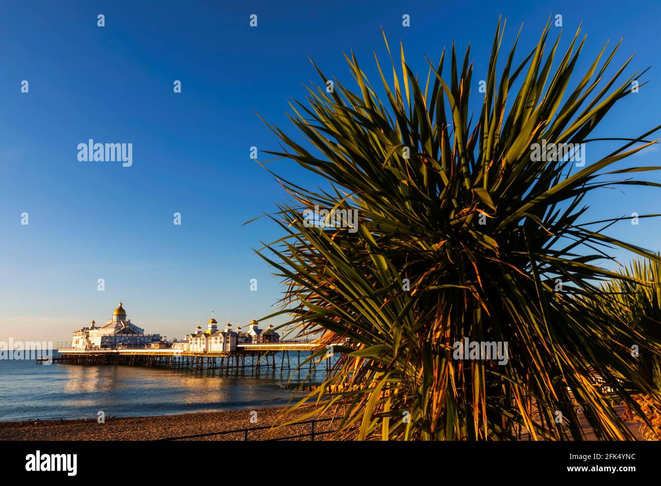 England, East Sussex, Eastbourne, Eastbourne Beach and Pier with Palm