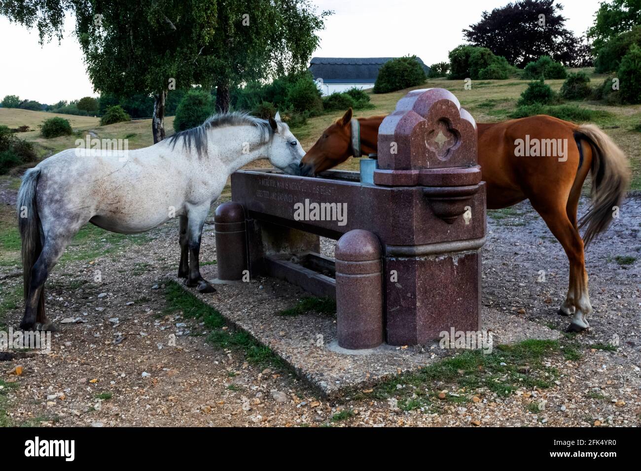 Livestock troughs hires stock photography and images Alamy