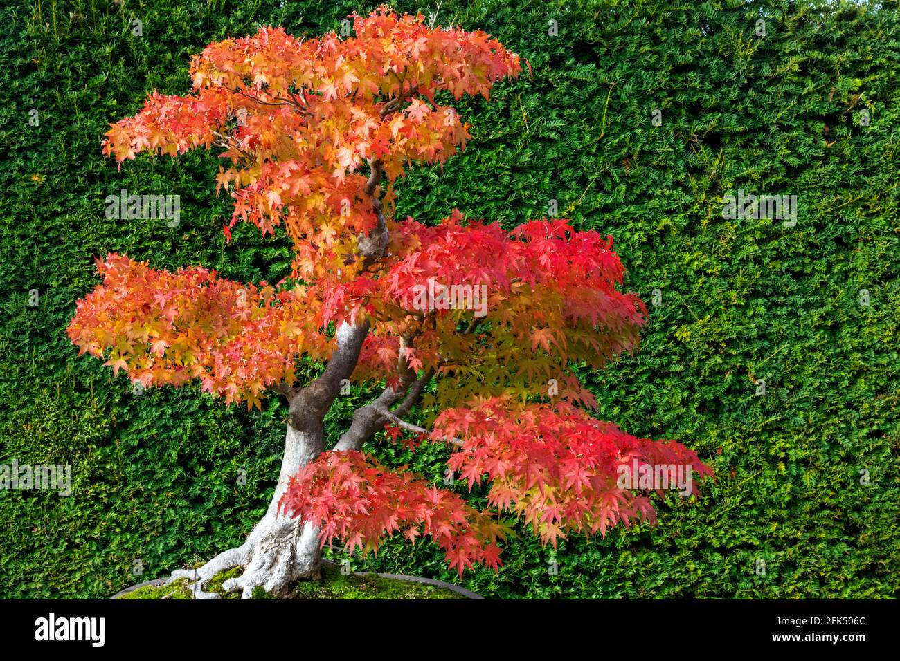 England, Surrey, Guildford, RHS Wisley, Bonsai Tree with Autumn Colours