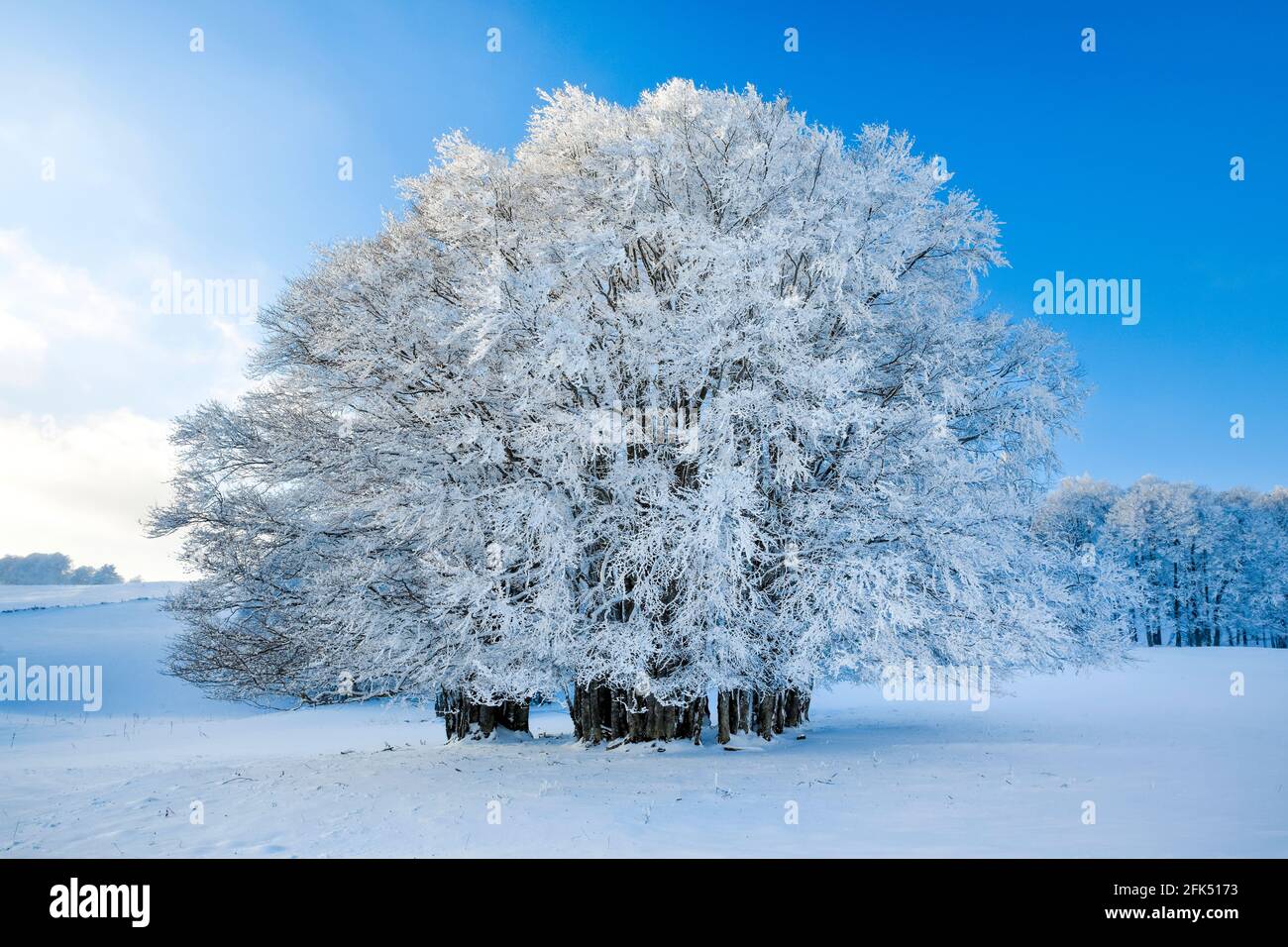 Riesige, tief verschneite Buche bei blauem Himmel im Neuenburger Jura, Schweiz Stock Photo