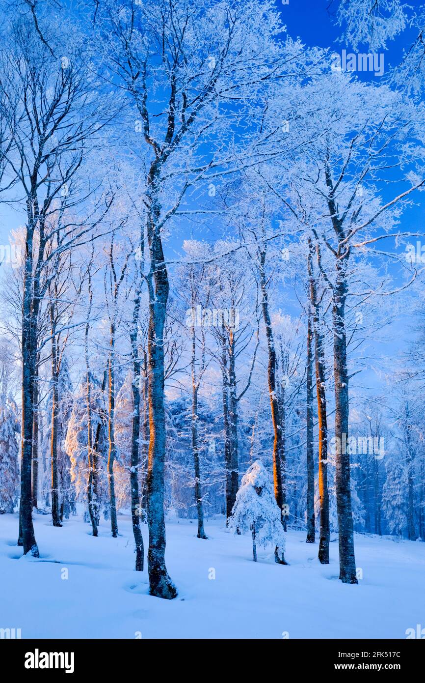 Tief verschneiter Mischwald mit Buchen und Fichten im letzten Abendlicht, Winter, Schweiz Stock Photo