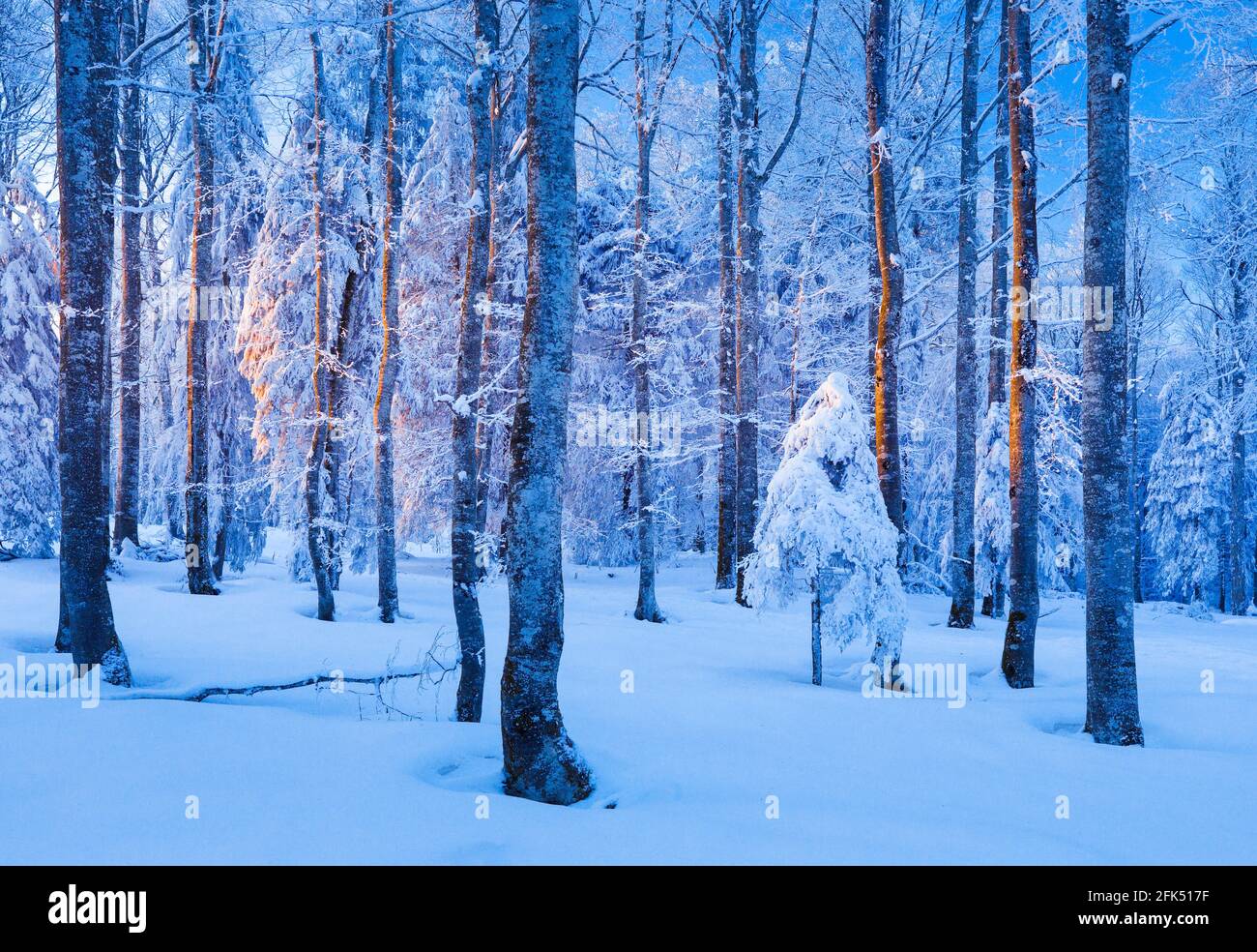 Tief verschneiter Mischwald mit Buchen und Fichten im letzten Abendlicht, Winter, Schweiz Stock Photo