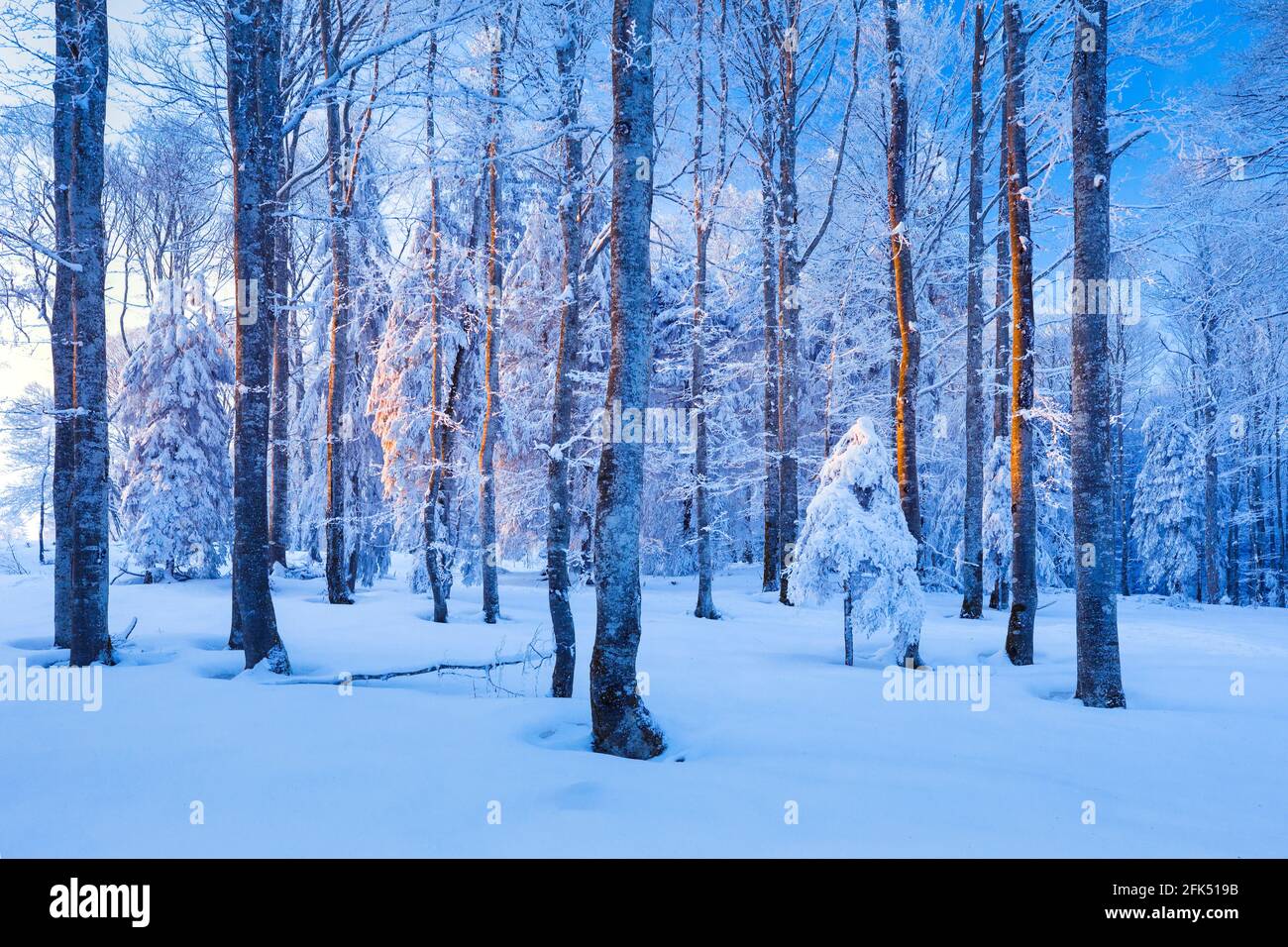 Tief verschneiter Mischwald mit Buchen und Fichten im letzten Abendlicht, Winter, Schweiz Stock Photo
