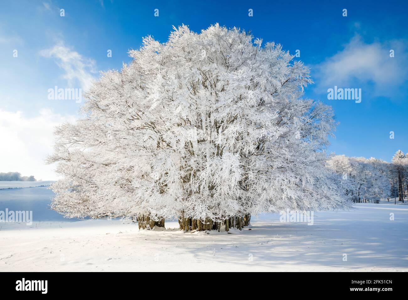 Riesige, tief verschneite Buche bei blauem Himmel im Neuenburger Jura, Schweiz Stock Photo