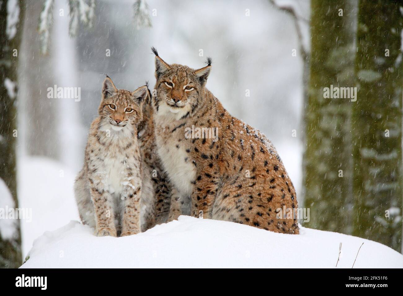 Luchs, Eurasischer Luchs, Europäischer Luchs, Lynx lynx, European Lynx, im Winter, Bayrischer Wald National Park, Deutschland Stock Photo