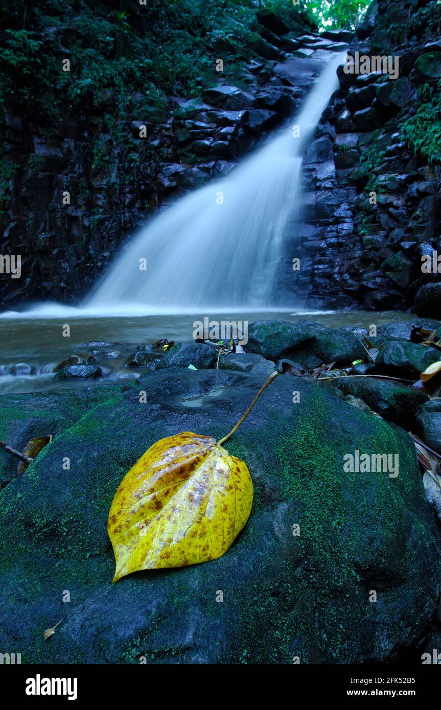 Enbas Saut Waterfall at Edmund Rain Forest Reserve, St. Lucia