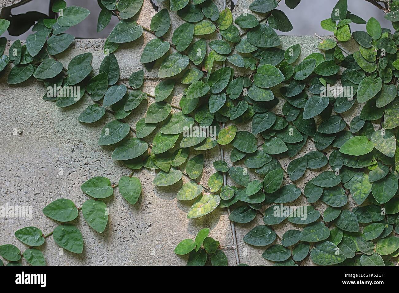 Air purifying ivy, or Ficus pumila, is planted on a brick wall. Grow indoors to maintain a good environment. Stock Photo