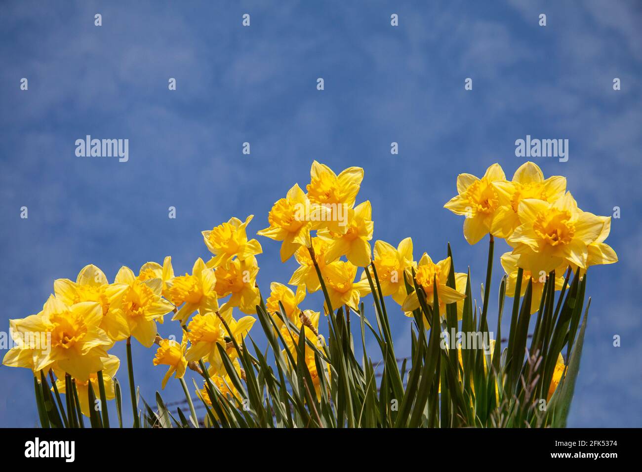 Yellow daffodils seen from below. Low angle shot with blue sky in background. Copy space for writing. Stock Photo