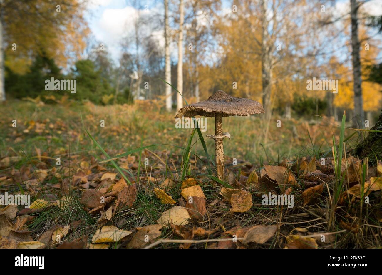 Parasol mushroom, Macrolepiota procera growing in meadow in autumn Stock Photo
