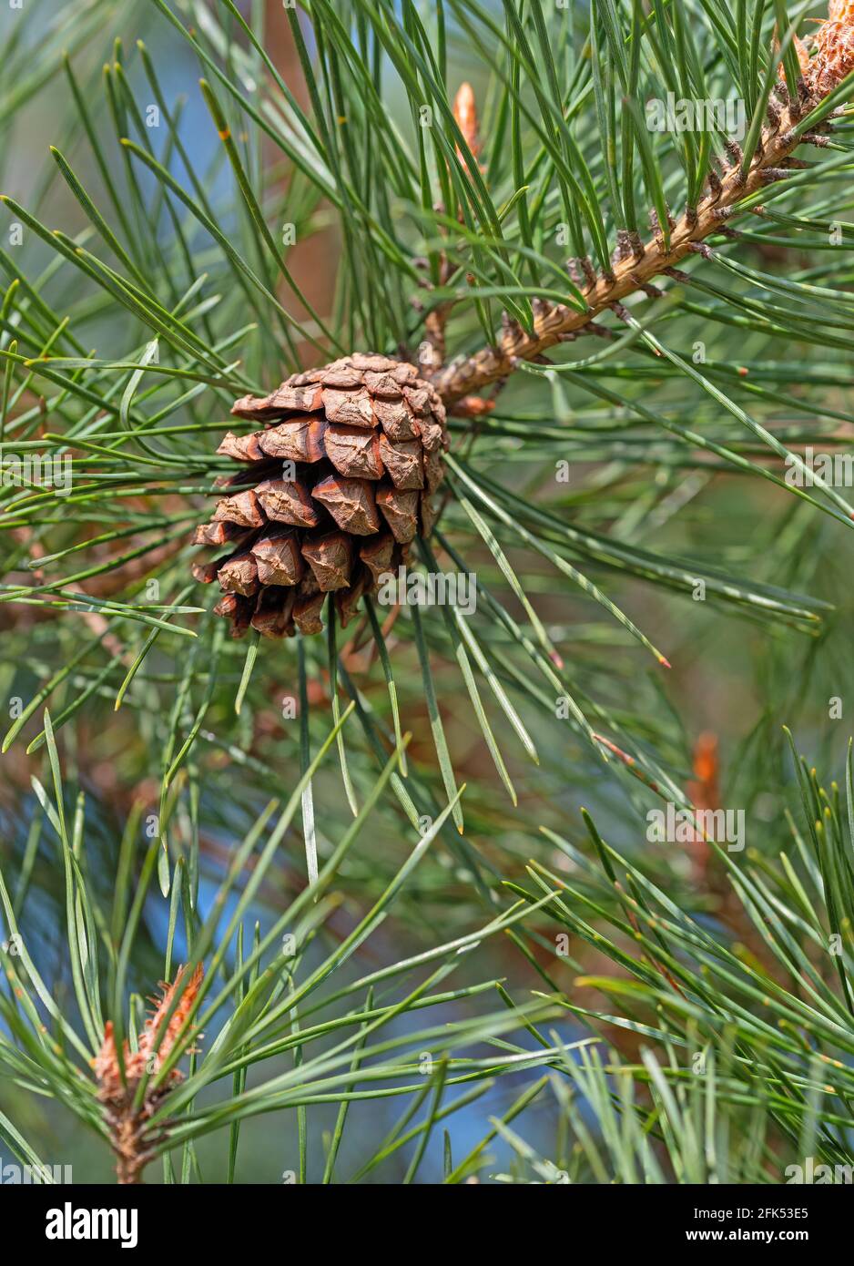 Pine, Pinus, with pine cones Stock Photo