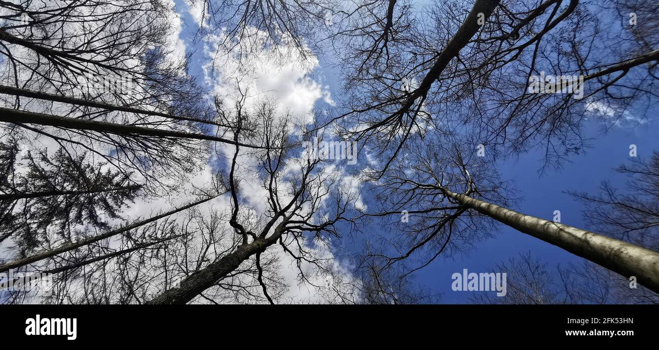 The tops of tall trees against the blue sky Stock Photo - Alamy