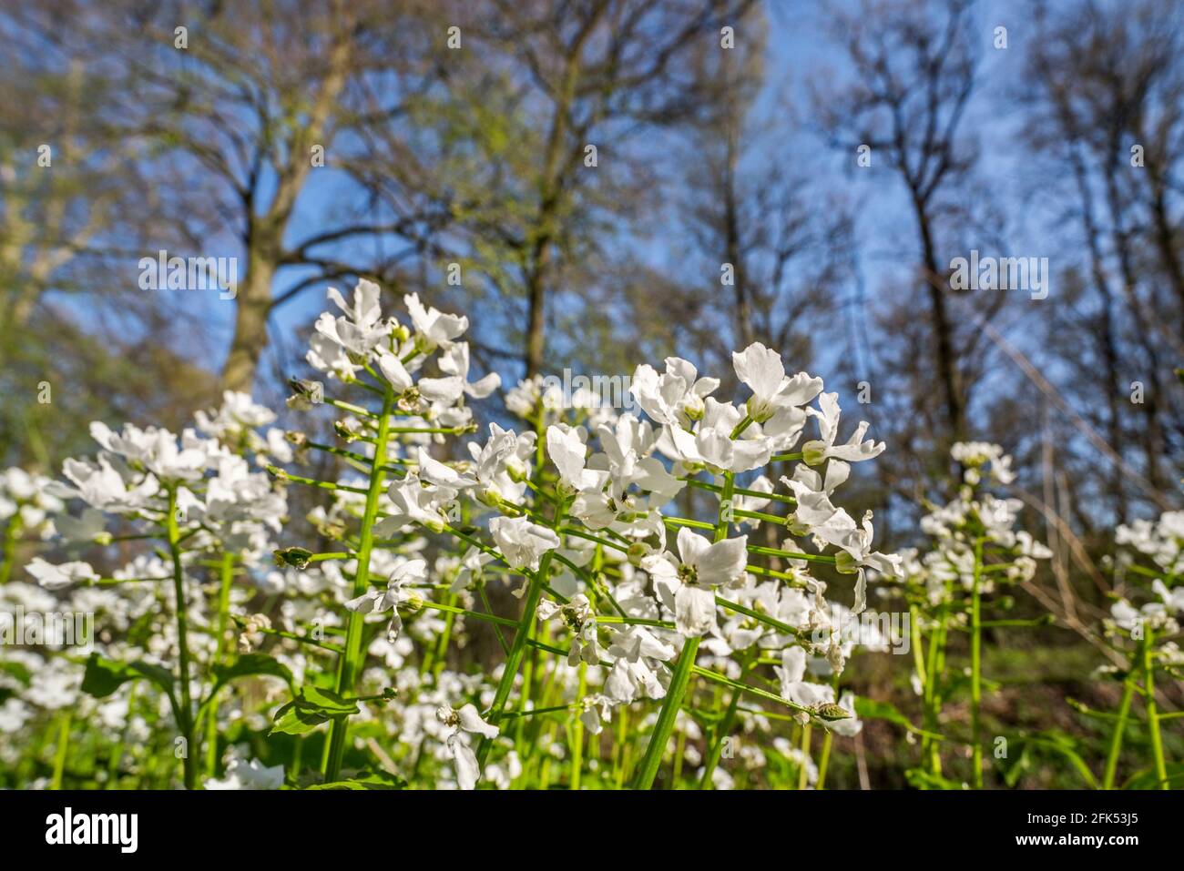 Cuckoo flower / lady's smock / mayflower (Cardamine pratensis) with rare white petals flowering in spring Stock Photo