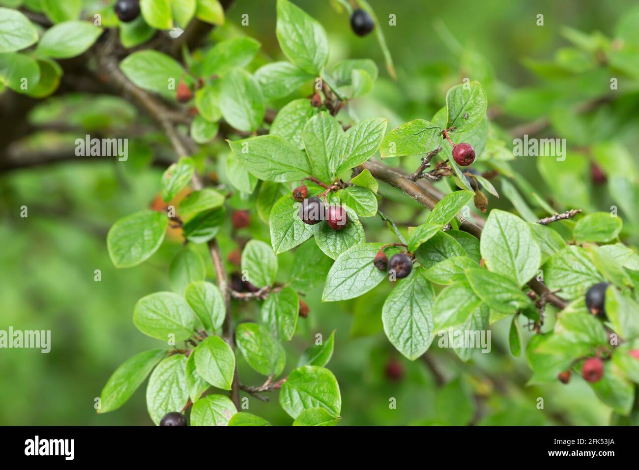 Cotoneaster lucidus twig in autumn with berries Stock Photo