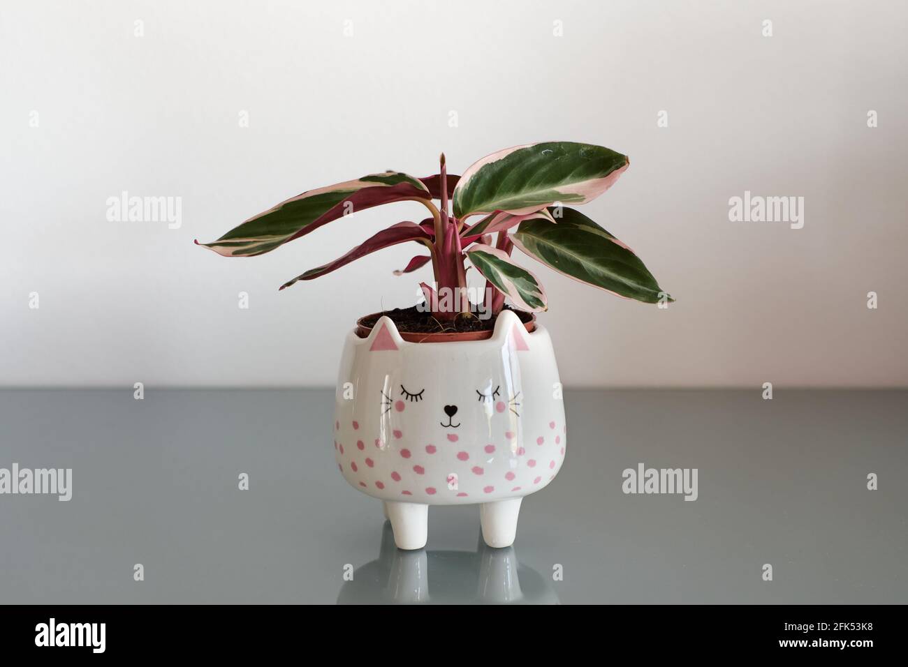 efeutute happy leaf Epipremnum Happy Leaf Ø12 cm – Efeutute Zimmerpflanze ca. 20 cm hoch – –  Blumen-Senf®