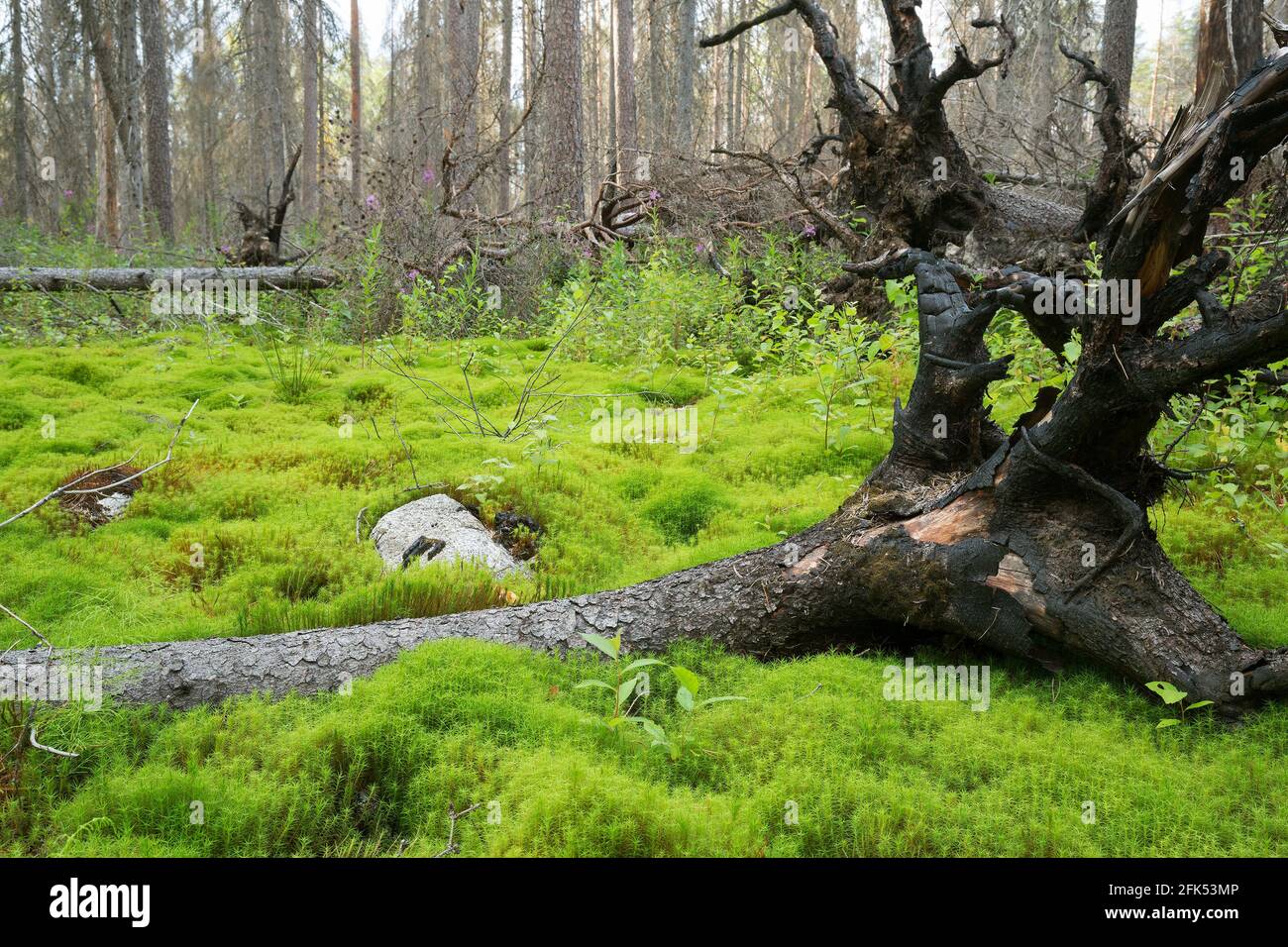 Fallen fir in wet environment in a natural coniferous forest after a forest fire in sweden Stock Photo