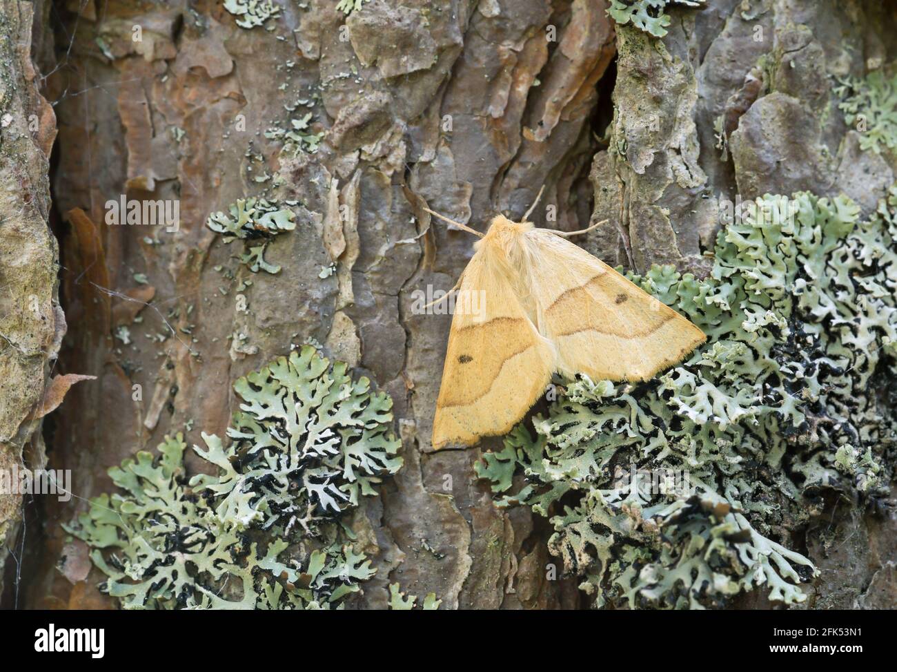 Scalloped oak, Crocallis elinguaria resting on pine bark Stock Photo